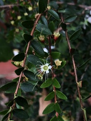 Metrosideros stipularis