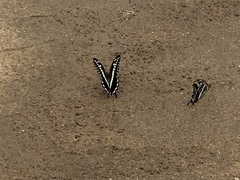 Papilio constantinus