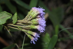 Aristeguietia uribei