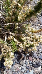 Baccharis grisebachii