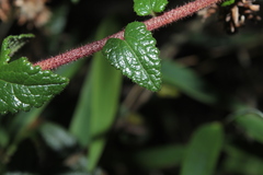 Aristeguietia uribei