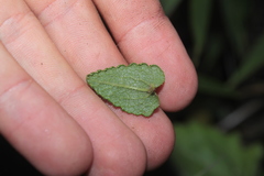 Aristeguietia uribei