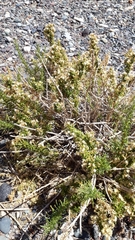 Baccharis grisebachii