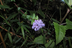 Aristeguietia uribei