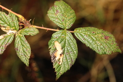 Coptotriche marginea