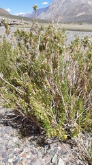 Baccharis grisebachii