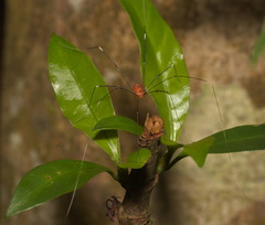 Pseudogagrella splendens