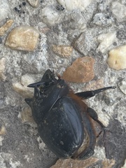 Onthophagus mniszechi