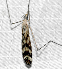 Tipula trivittata