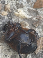 Onthophagus mniszechi