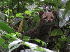 Leopardus guttulus