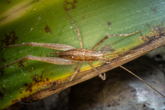 Talitropsis poduroides