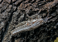 Eumigus cucullatus cucullatus