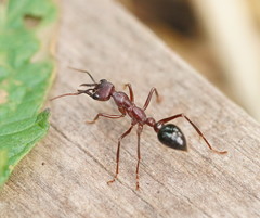 Myrmecia forficata
