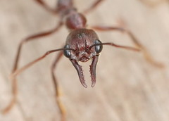 Myrmecia forficata