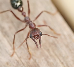 Myrmecia forficata