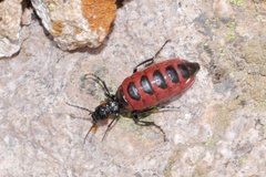 Pseudomeloe andensis