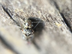 Psocodea