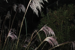 Cortaderia bifida