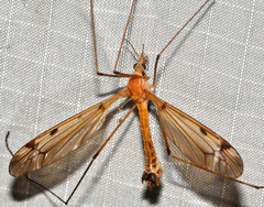 Tipula fuliginosa