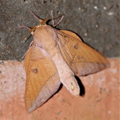 Adeloneivaia apicalis