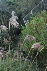 Cortaderia bifida