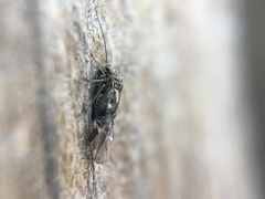 Psocodea