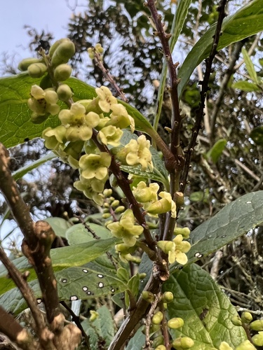 Citharexylum reticulatum, photograph 3