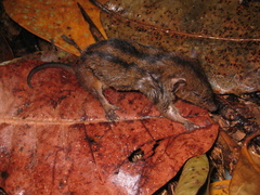Monodelphis americana