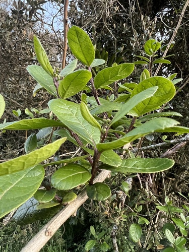 Citharexylum reticulatum, photograph 4