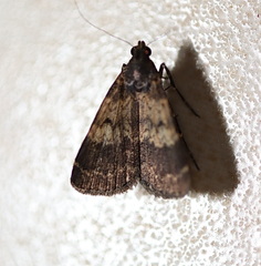 Hydrillodes metisalis