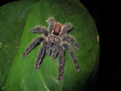 Ybyrapora sooretama