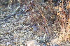 Junco vulcani