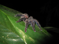 Ybyrapora sooretama