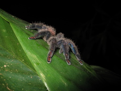 Ybyrapora sooretama