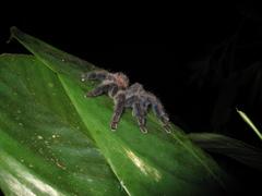Ybyrapora sooretama