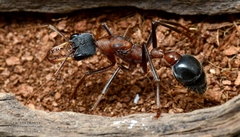 Myrmecia fuscipes