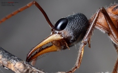 Myrmecia fuscipes