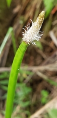 Eleocharis elegans