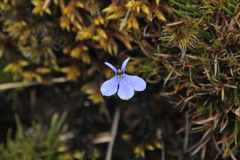 Lobelia tenera