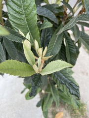Eriobotrya japonica