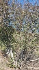 Frangula californica californica