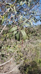 Frangula californica californica