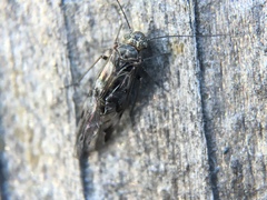 Psocodea