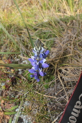 Lupinus colombiensis