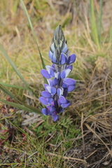 Lupinus colombiensis