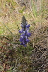 Lupinus colombiensis