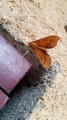 Anarmodia