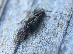 Psocodea