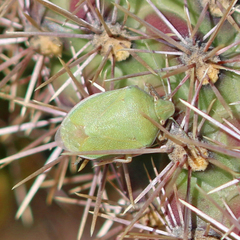Chlorochroa opuntiae